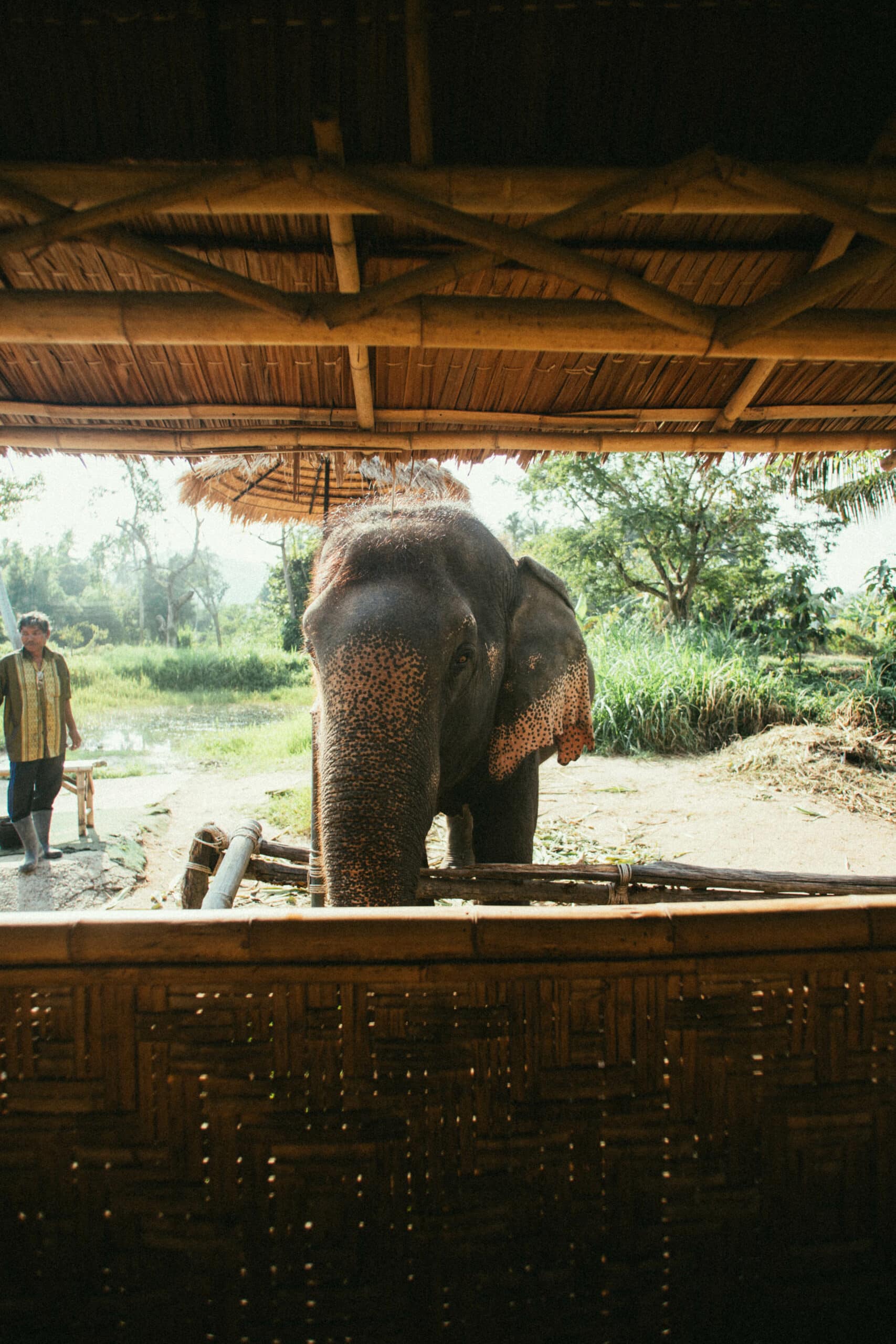 Sanctuaire I Love Elephant, dédié à la protection des éléphants à Koh Samui.