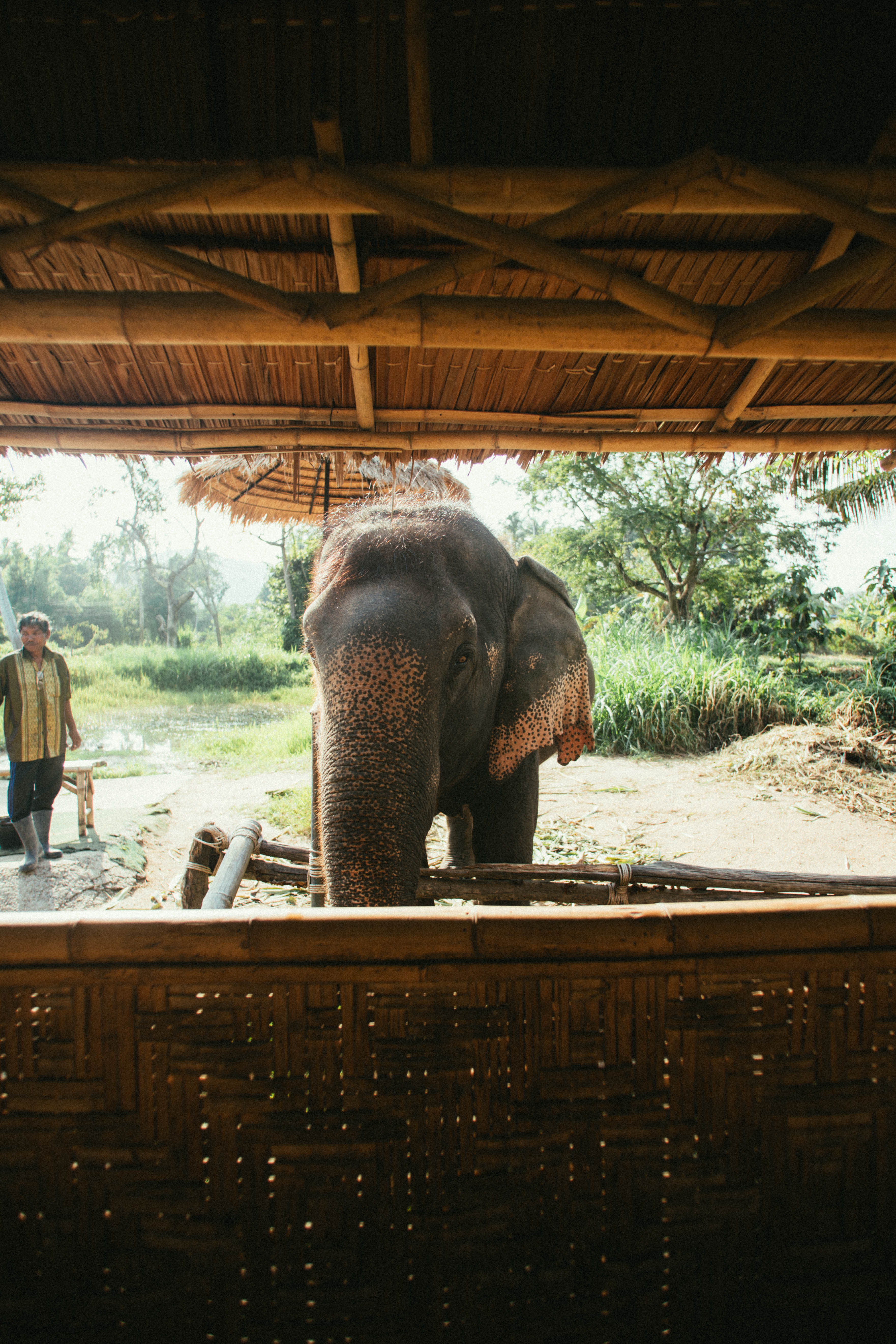 Un éléphant devant un abri couvert, photographié à Koh Samui.