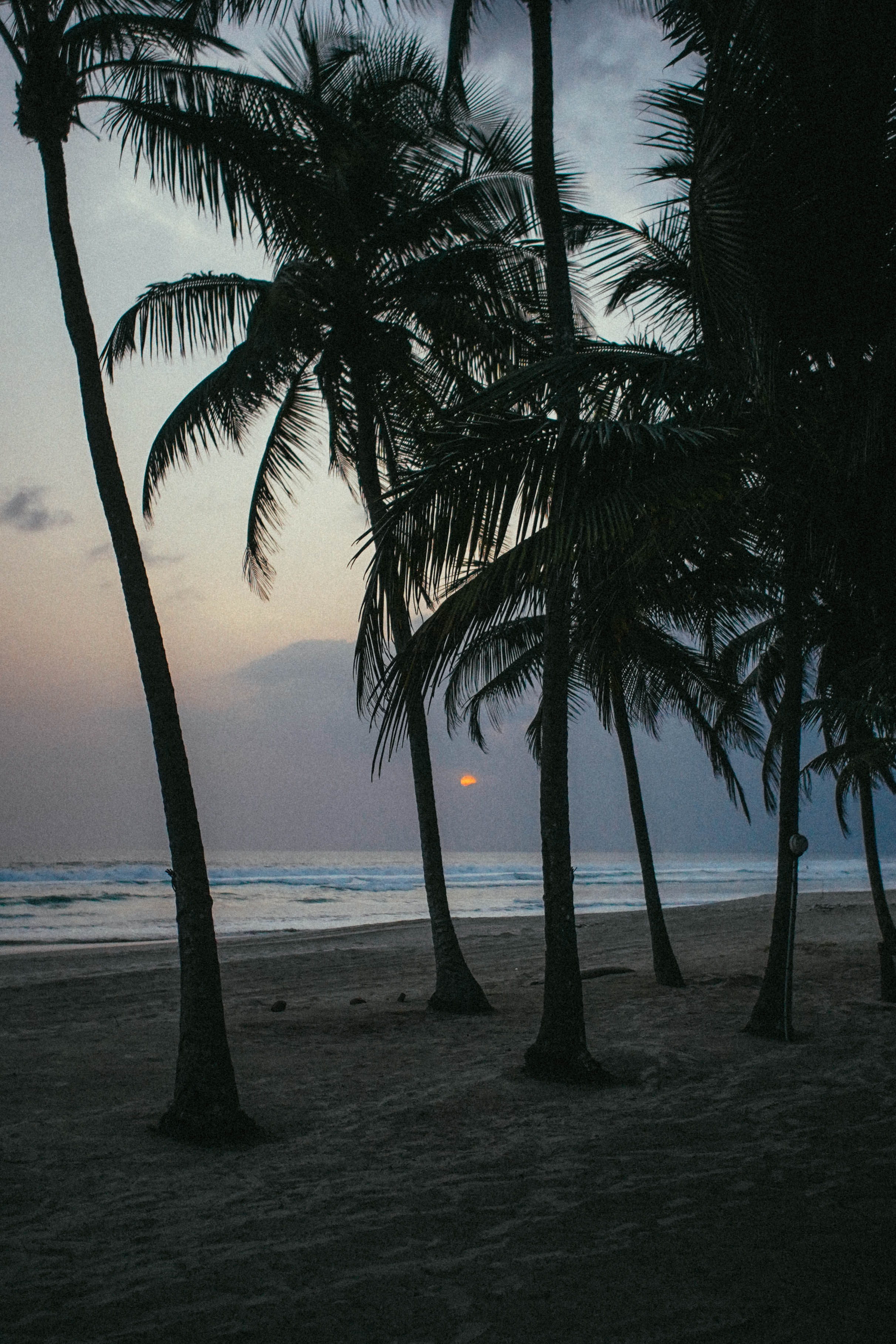 Palmiers sur une plage à la lumière du soir.