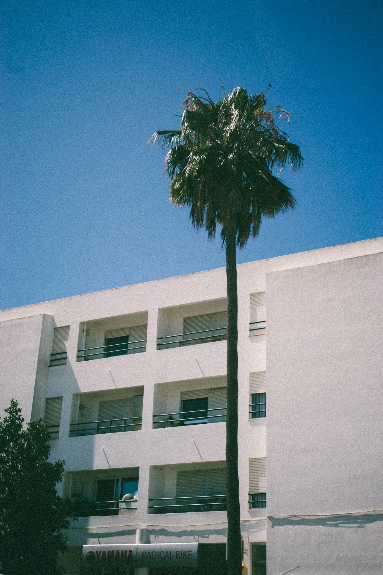 Palmier devant un bâtiment blanc contemporain à Lagos.