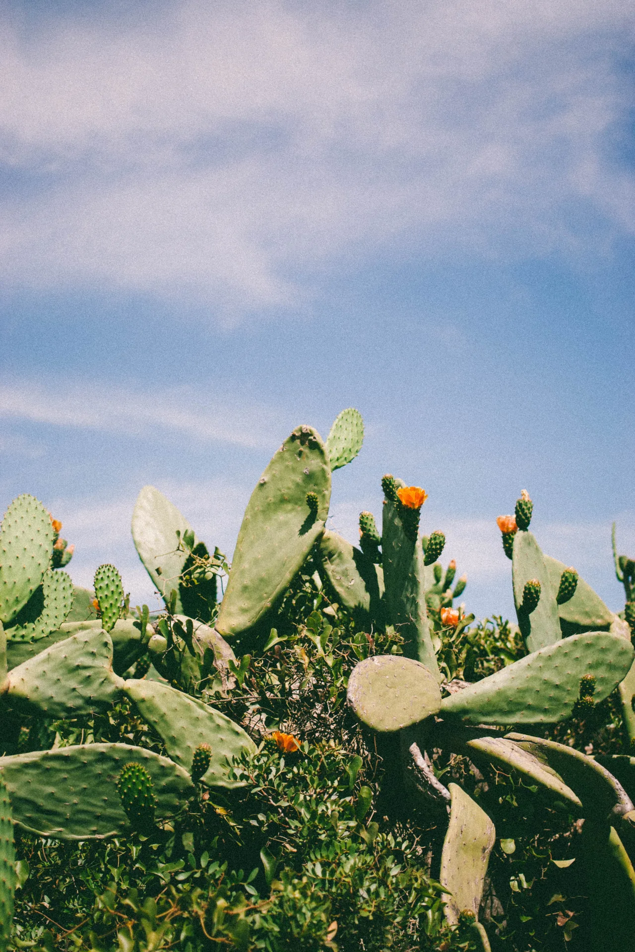 Cactus de type figuier de Barbarie dans le secteur de Benagil.